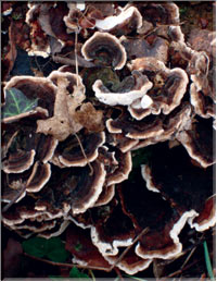 Maitakes – verey rare and extremely health-giving mushroms, the mushroom ginseng