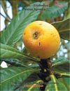 Плоды Сливы Японской Photina Japonica