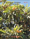 Плоды Сливы Японской Photina Japonica