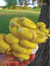 Сыроежка Жёлтая – Russula claroflava