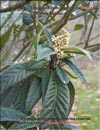 Японская слива – Loquats-Eriobotria Photina Japonica