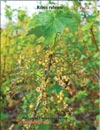 Смородина Белая Ribes rubrum