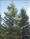 Секвойя – Sequoia Sempervirens