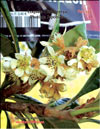 Японская слива – Photinia Japonica