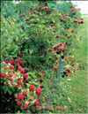 Ежевика – Rubus Caesius