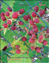 Красная малина – Rubus daeus