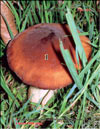 Королевский гриб (чёрный шампиньон) – Agaricus Black