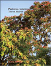 Tree of Heaven — Ailanthus Altissima (райское дерево)