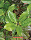 Молодые листья магнолии Грандифлора в январе