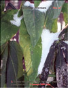 Листья Passiflora Sayonara в снегу