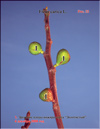 Плоды золотого инжира – Ficus carica L.