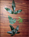Листья Passiflora Sayonara