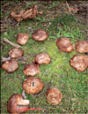 Японский гриб шитаки – Shiitake