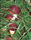 Королевский гриб – Agaricus black