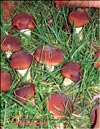 Королевский гриб – Agaricus black