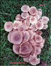 Устричный гриб – Preurotus ostreatus