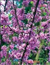 Багряник – Cersis siliquastrum