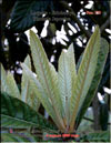 Японская слива – Photinia Japonica