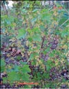 Смородина чёрная – Ribes nigrum L.