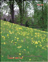 Первоцвет весенний – Primula veris L.