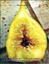 Огромный плод инжира сорта «Золотистый»