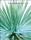 Пальма Юкка Трекуля (Yucca treculeana Carriere)