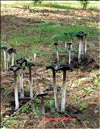 Аспарагусовые грибы (Asparagus mushroom)