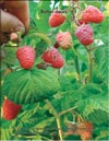 Малина (Rubus daeus)