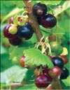 Смородина чёрная (Ribes nigrum L.)
