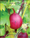 Крыжовник (Rubes uva-crispa L.)