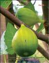 Плоды сорта «Золотистый» на ветках Фигового дерева (Ficus carica L.)