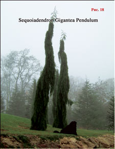 Sequoia Gigantea Pendulum