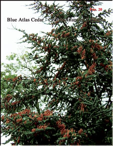 Atlantic Blue Cedar