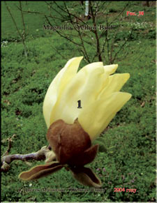 Magnolia «Yellow Bird»