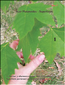 Acer Platanoides (Клён)