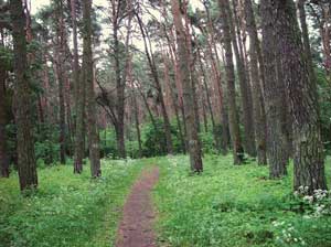 Alitus forests around the Neman