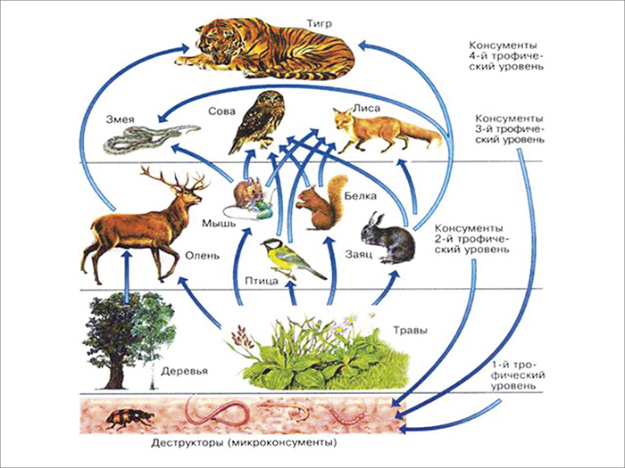 Некоторые группы видов растений и животных появились на Земле внезапно